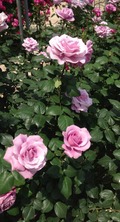 写真 1 (1)