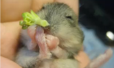 ブロッコリー初体験の赤ちゃんハムスター
