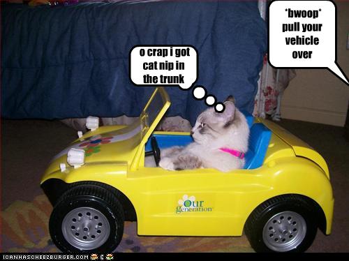 funny-pictures-cat-gets-pulled-over