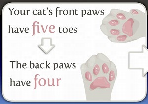猫は前足と後ろ足で肉球の数や配置が違います