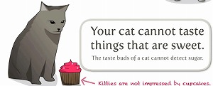 猫は甘いものに興味がありません