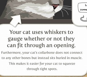 猫のヒゲはアンテナの役割を果たすと言われています