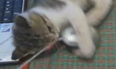 ネコといっしょにパソコンで遊んでみた