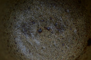s-NDF_9922_44890