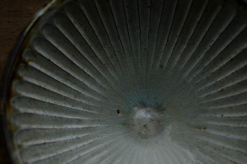 s-NDF_9979_61629