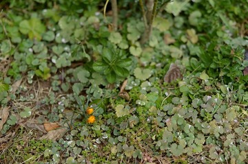 s-NDF_4561_41905