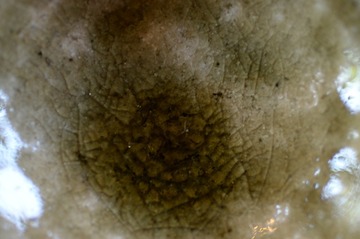 s-NDF_9936_44899