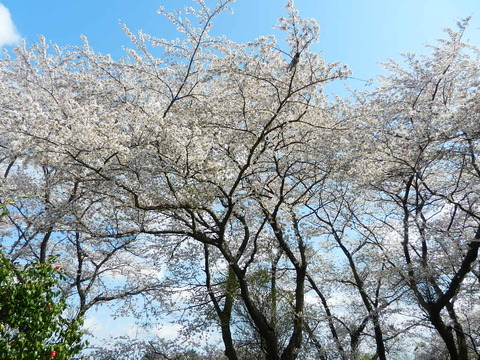 2014-04-05 ジャンベであそぼ! 002