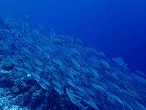 P6030196 (640x480)