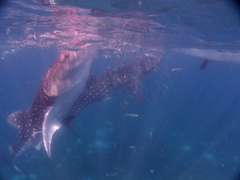 P8195065 (640x480)