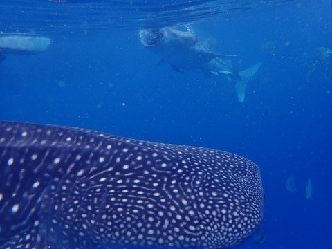 PC230065 (640x480)