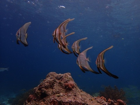 P1210003 (640x480)