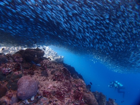P3172352 (640x480)