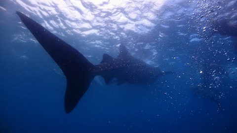 P4130988 (640x360)