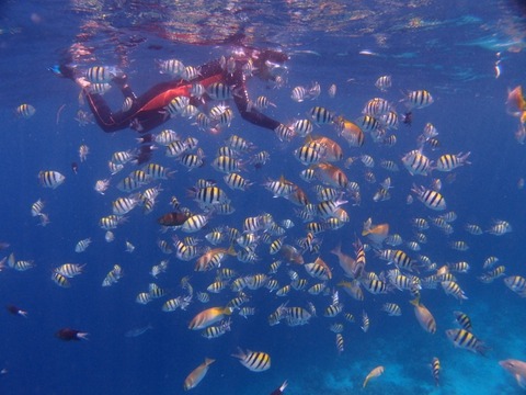 P9156345 (640x480)