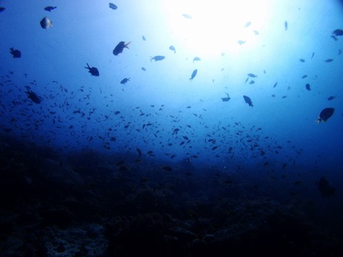 P3172417 (640x480)