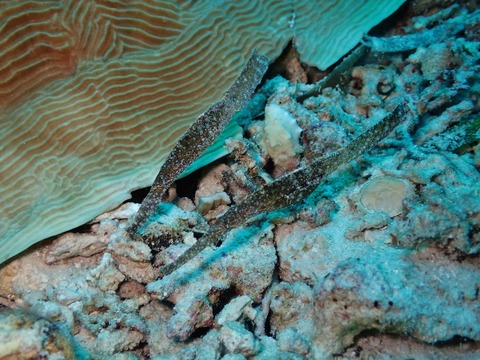 P5101068 (640x480)