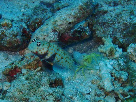 PC180047 (640x480)