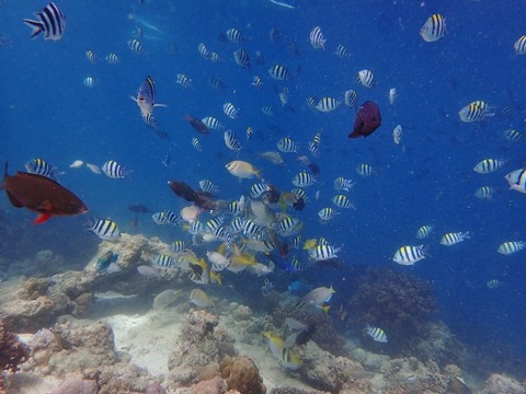 P2110055 (640x480)