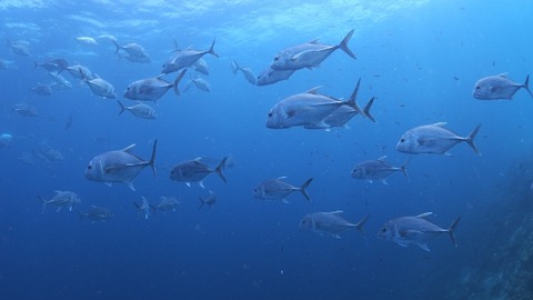 P8121254 (640x360)