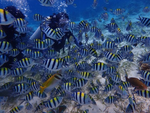 P7270086 (640x480)
