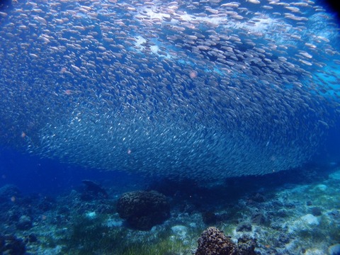 P8073873 (640x480)