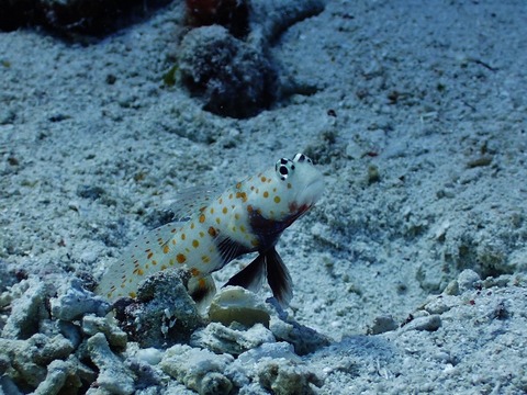 P6030079 (640x480)