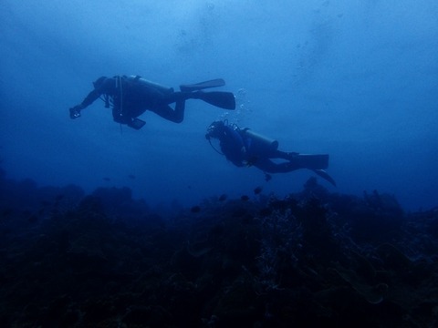 P1260091 (640x480)