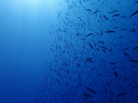 PB260162 (640x480)