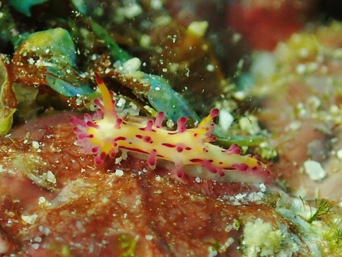 P1030429 (640x480)