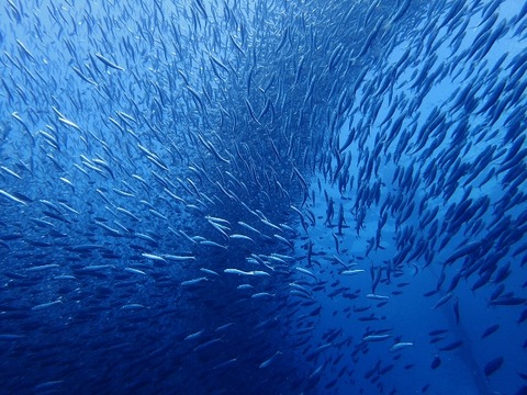 PA010908 (640x480)