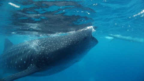 P4130927 (640x360)