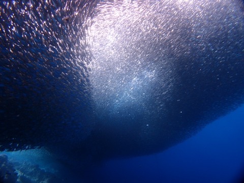 P3172363 (640x480)