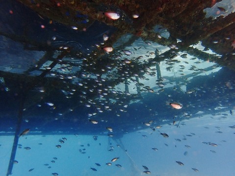 P2080027 (640x480)