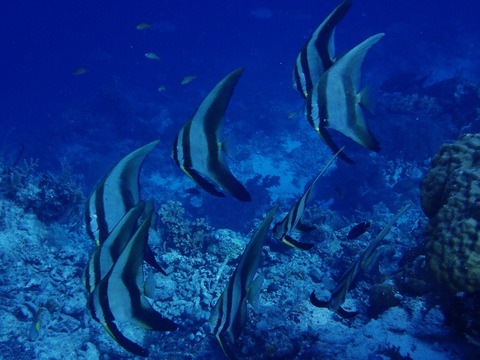 P4300375 (640x480)