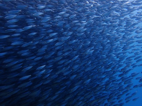 P7280031 (640x480)