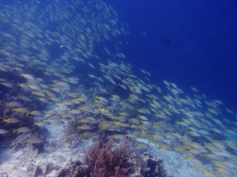 P2152285 (640x480)