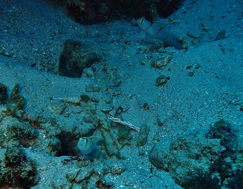 P6120589 (640x498)