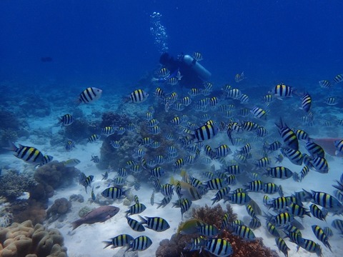 P7270099 (640x480)