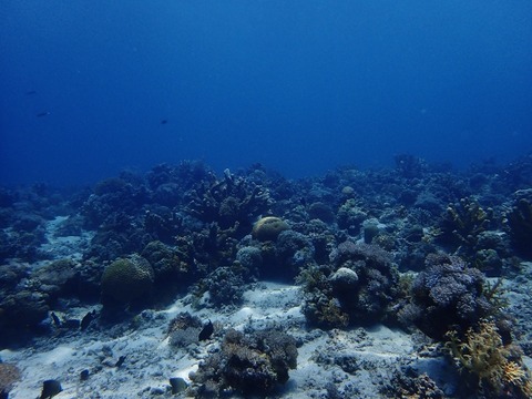 PA060010 (640x480)