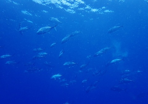 P8230051 (640x449)