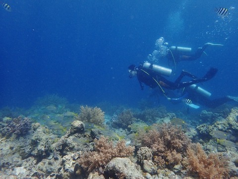 P8180452 (640x480)