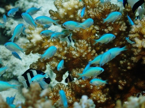 P6120619 (640x480)