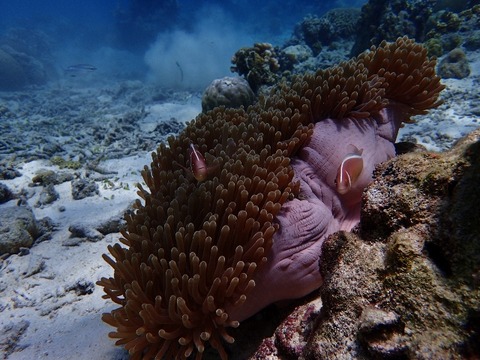 P4230561 (640x480)