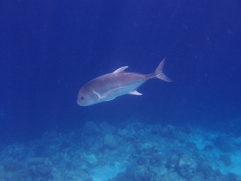 P9156335 (640x480)