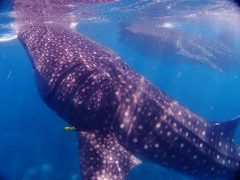 P1011561 (640x480)