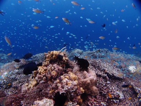 PB284397 (640x480)