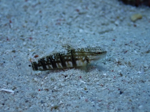 P7270082 (640x480)