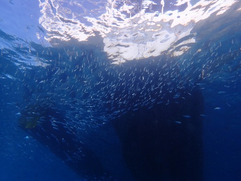 PC080011 (640x480)