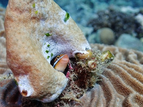 P1270024 (640x480)